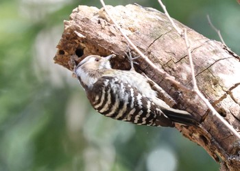 Japanese Pygmy Woodpecker 四季の森公園(横浜市緑区) Mon, 3/4/2024