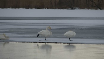 オオハクチョウ ウトナイ湖 2018年12月16日(日)