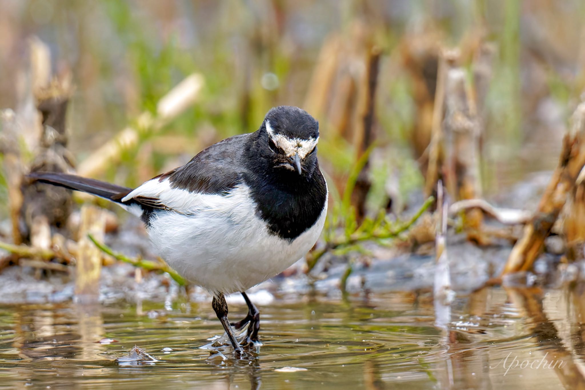 Photo of Japanese Wagtail at Kitamoto Nature Observation Park by アポちん