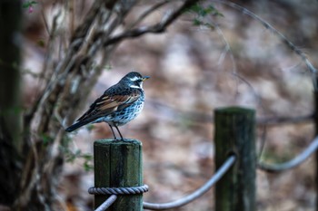 Dusky Thrush Machida Yakushiike Park Mon, 3/18/2024