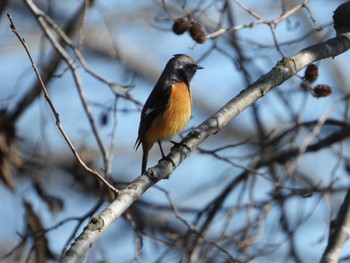 Daurian Redstart まつぶし緑の丘公園 Fri, 1/5/2024