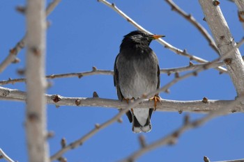 White-cheeked Starling 東区近郊 Mon, 3/25/2024