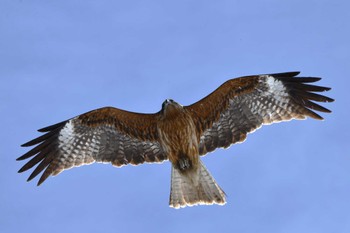 Black Kite 東区近郊 Mon, 3/25/2024