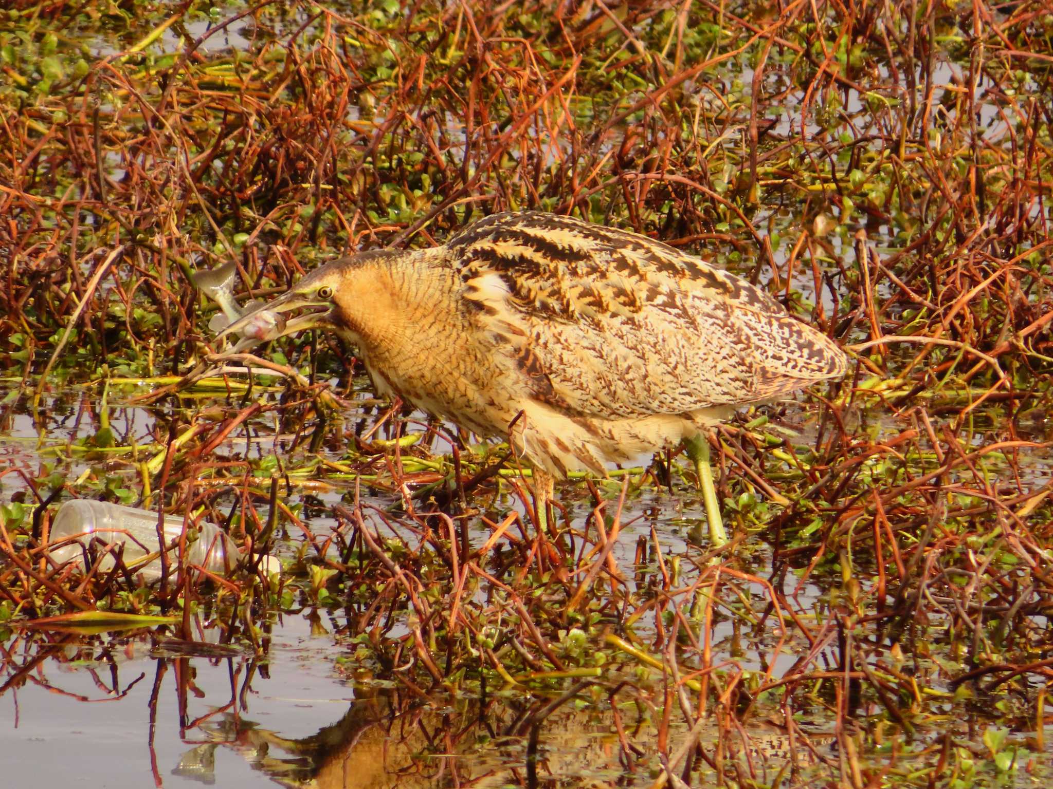 Eurasian Bittern