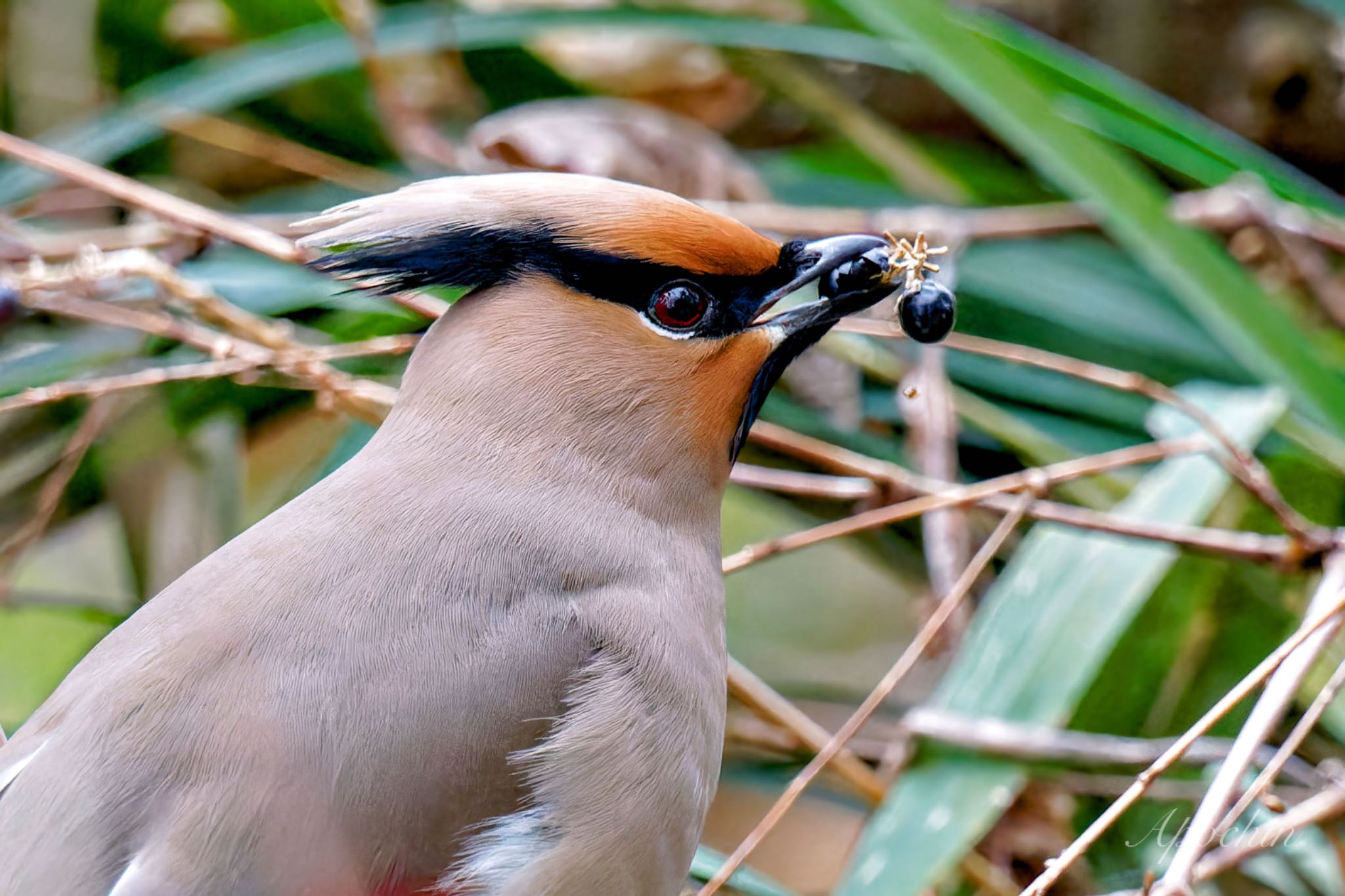 Japanese Waxwing