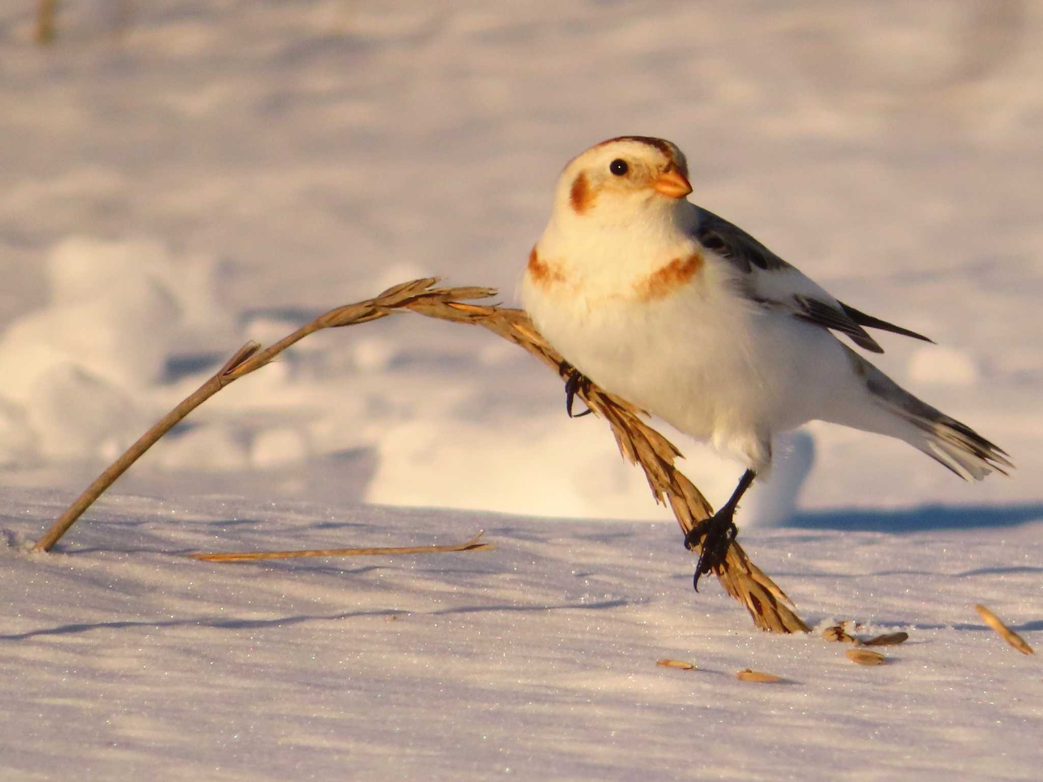 Photo of Snow Bunting at 鵡川河口 by ゆ