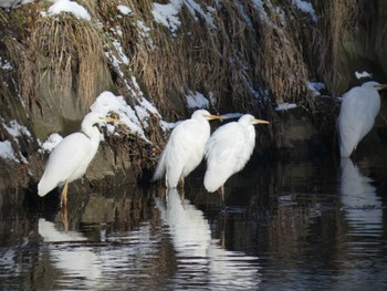 Great Egret 創成川緑地(札幌) Thu, 2/1/2024