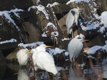 Grey Heron 創成川緑地(札幌) Thu, 2/1/2024