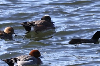 American Wigeon 多摩川 Fri, 1/5/2024