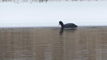 Eurasian Coot Lake Utonai Sun, 12/16/2018