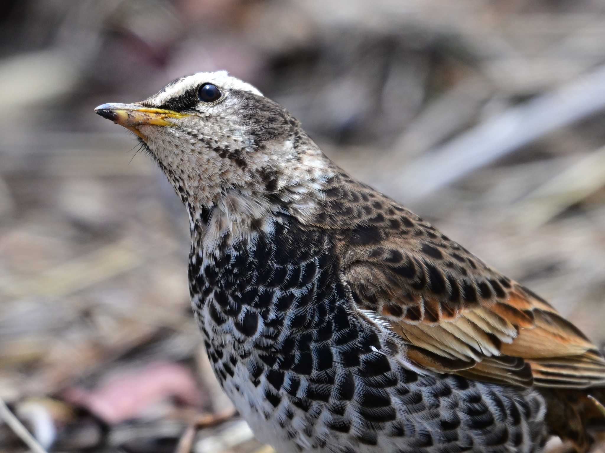 Dusky Thrush