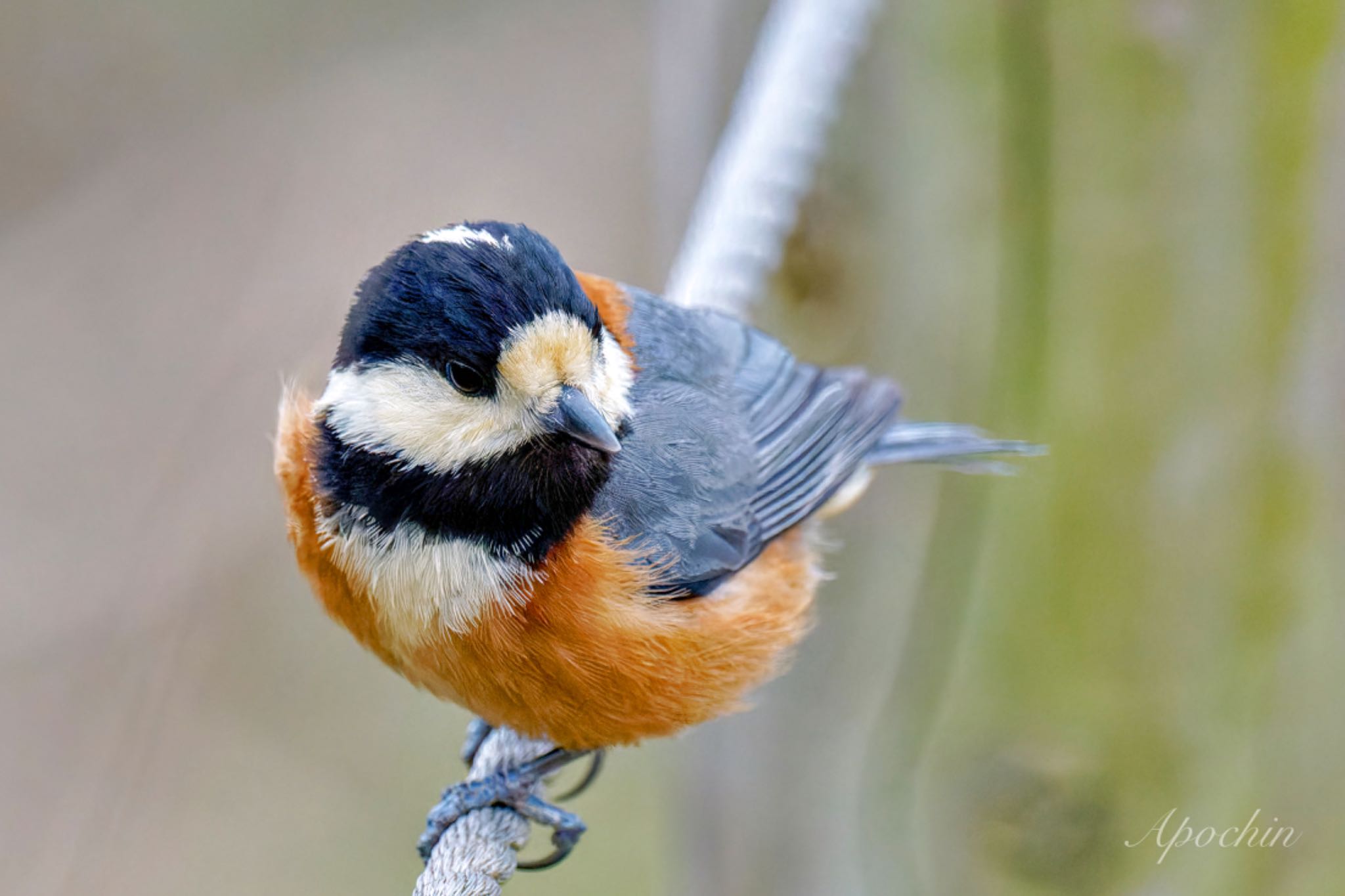 Photo of Varied Tit at Kitamoto Nature Observation Park by アポちん