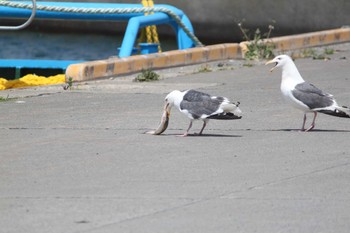 Slaty-backed Gull 留萌市;北海道 Sat, 7/22/2023