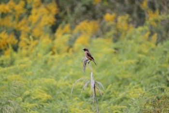 Amur Stonechat 東屯田遊水地 Sun, 9/17/2023