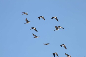 Greater White-fronted Goose Lake Utonai Wed, 3/20/2024