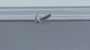 Slaty-backed Gull Lake Utonai Sun, 12/16/2018