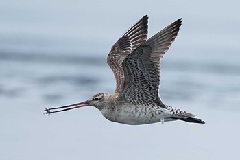 Bar-tailed Godwit Sambanze Tideland Sun, 3/24/2024