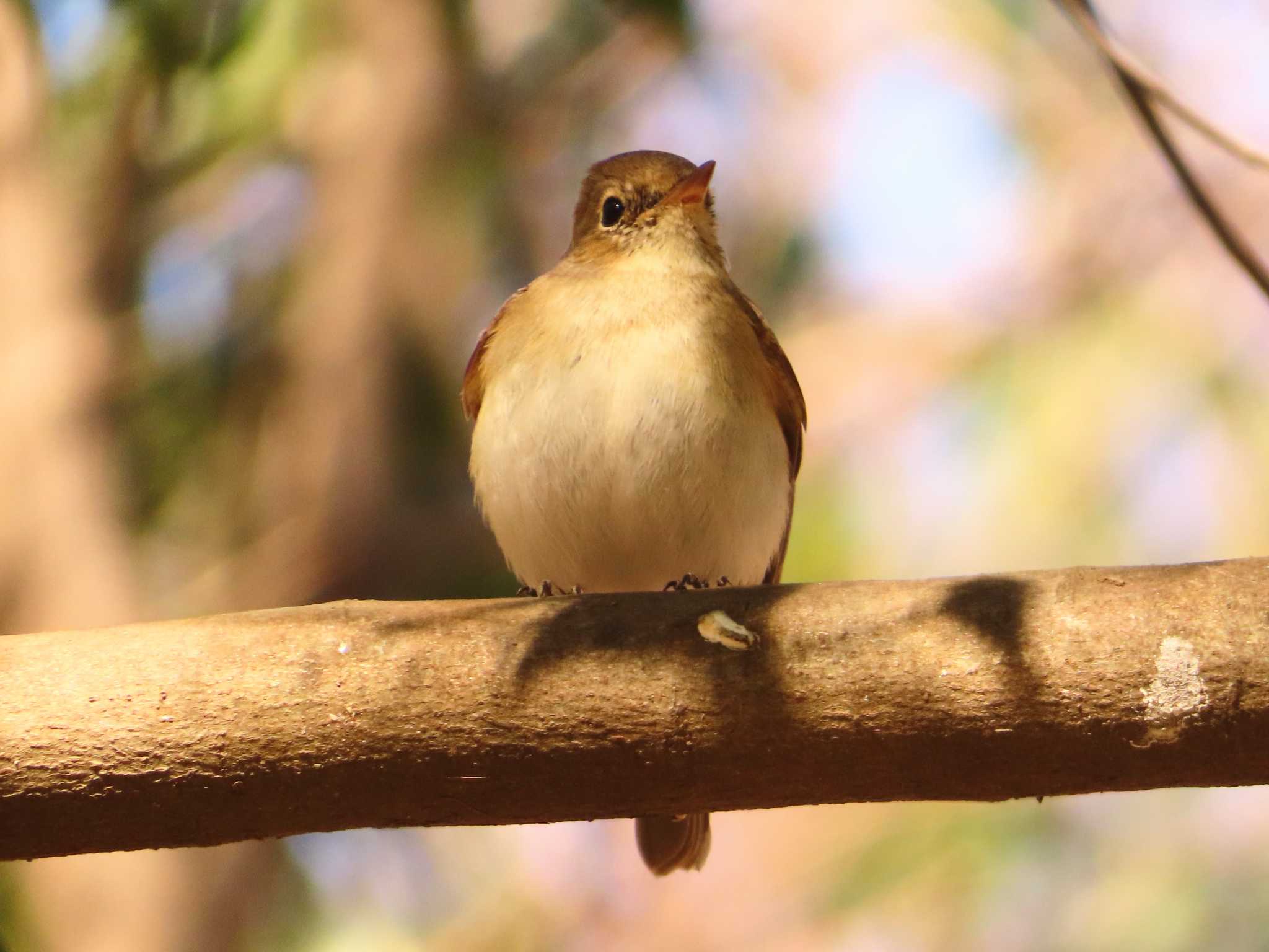 Red-breasted Flycatcher