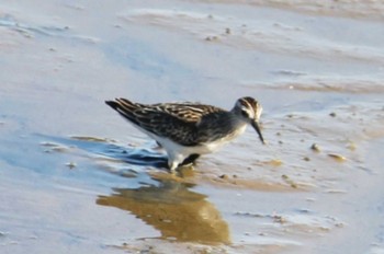 Broad-billed Sandpiper いしかり調整池(石狩調整池) Sun, 9/10/2023