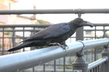 Large-billed Crow 安春川 Fri, 9/29/2023