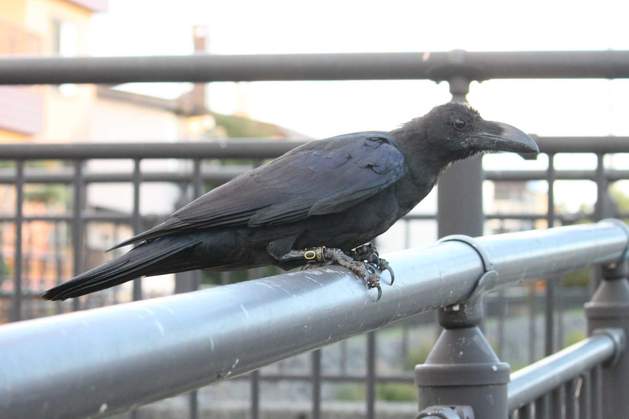 Photo of Large-billed Crow at 安春川 by Sapporo marshmallow@bird