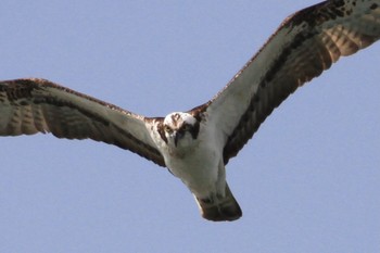 Osprey 新木場緑道公園(東京都江東区) Thu, 2/29/2024