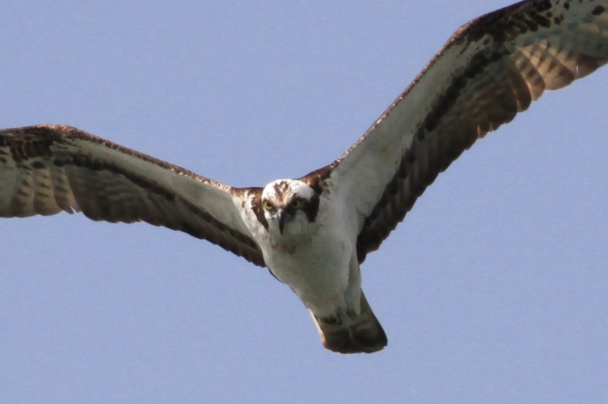 Photo of Osprey at 新木場緑道公園(東京都江東区) by 十三郎