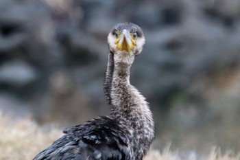 Great Cormorant 梅田川遊水池(横浜市緑区三保町) Mon, 3/25/2024