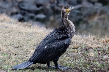 Great Cormorant 梅田川遊水池(横浜市緑区三保町) Mon, 3/25/2024