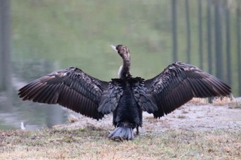 Great Cormorant 梅田川遊水池(横浜市緑区三保町) Mon, 3/25/2024