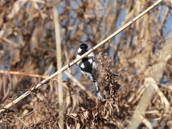 Japanese Tit まつぶし緑の丘公園 Fri, 1/5/2024