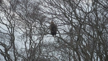 White-tailed Eagle Lake Utonai Sun, 12/16/2018