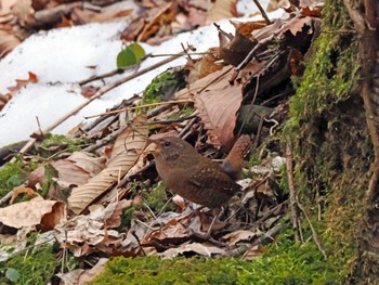 Eurasian Wren 泉ヶ岳 Mon, 3/25/2024