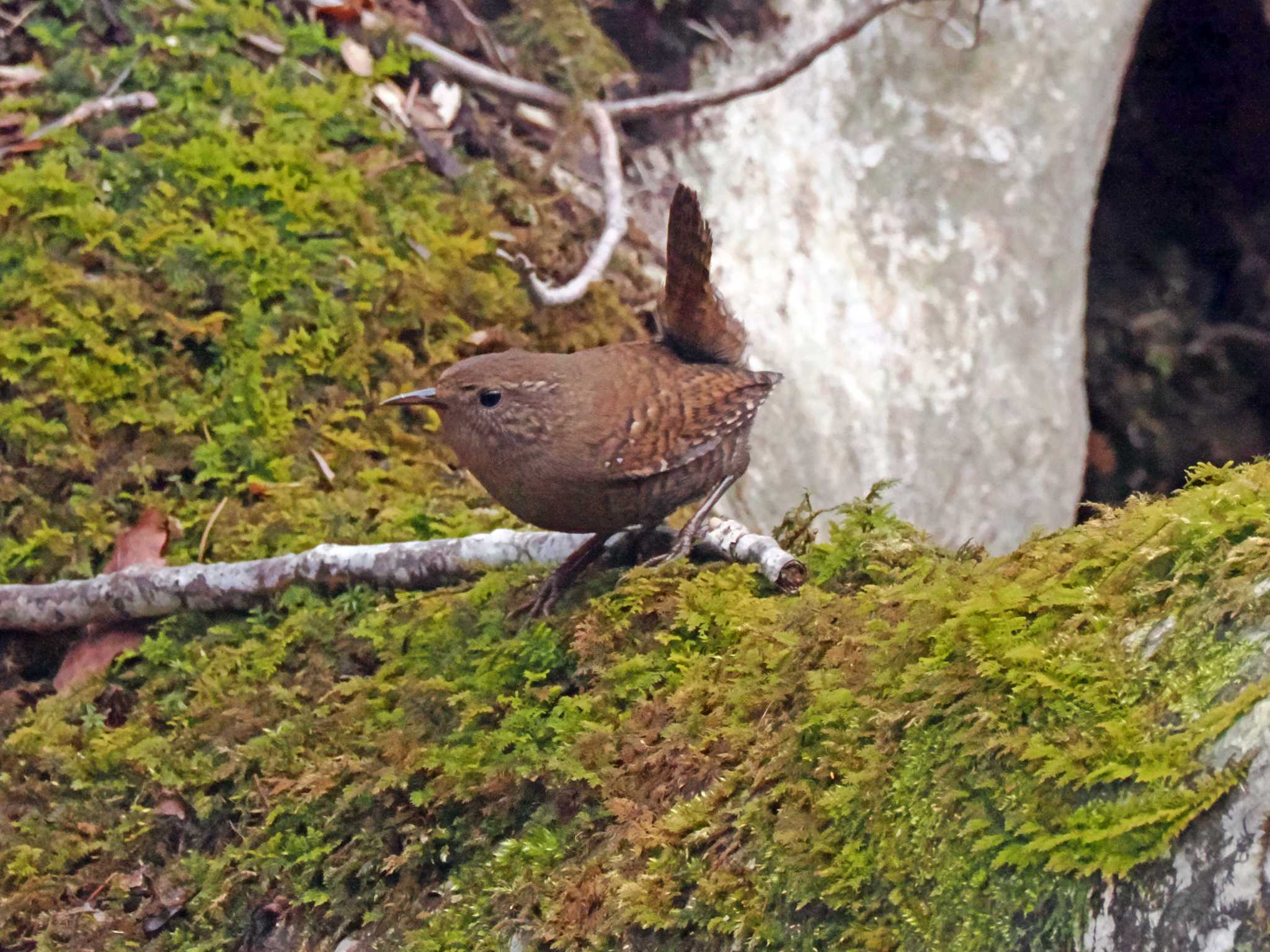 泉ヶ岳 ミソサザイの写真 by ぴーさん