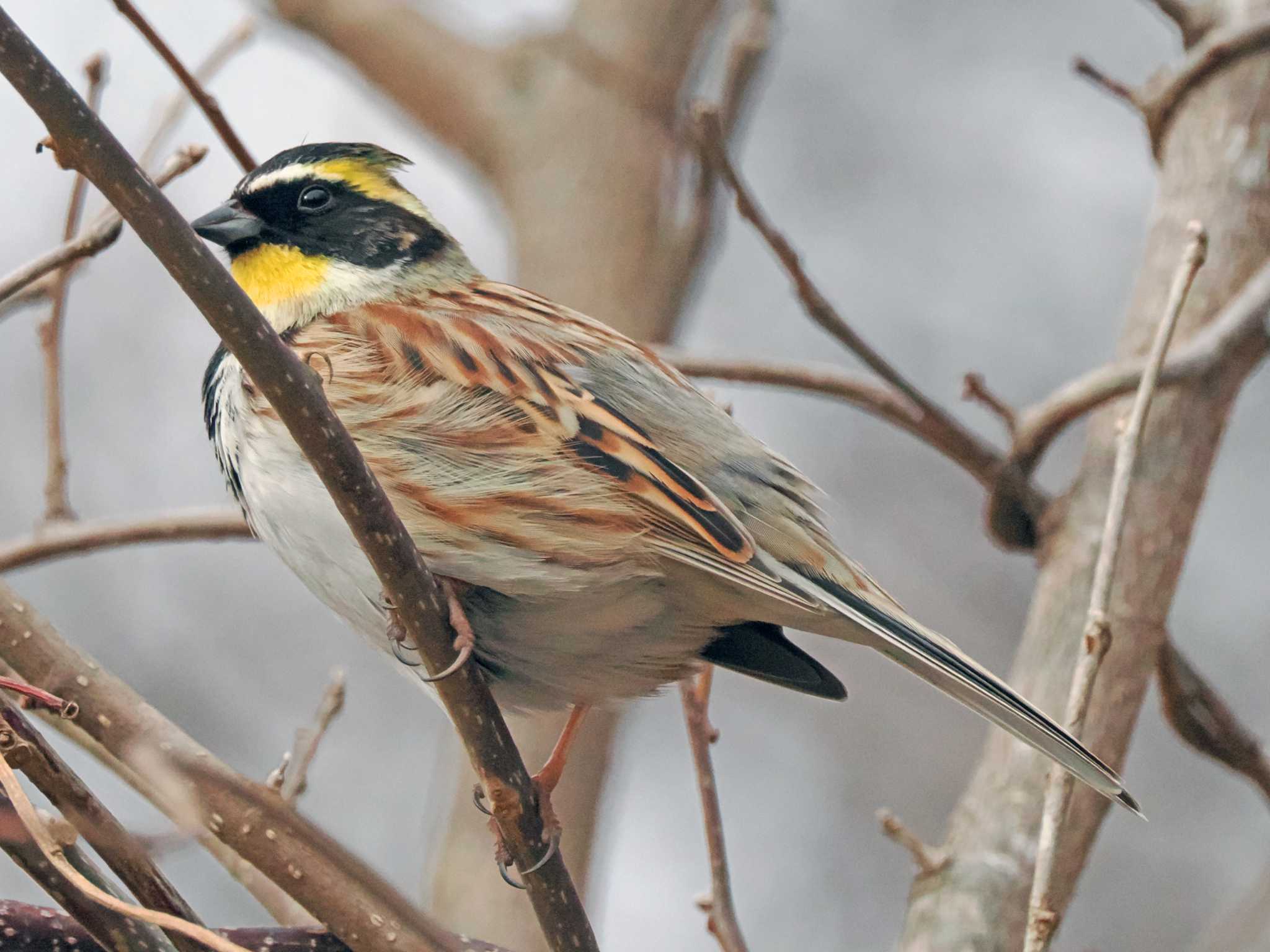 Photo of Yellow-throated Bunting at 泉ヶ岳 by ぴーさん