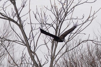 White-tailed Eagle 札幌 Mon, 2/12/2024