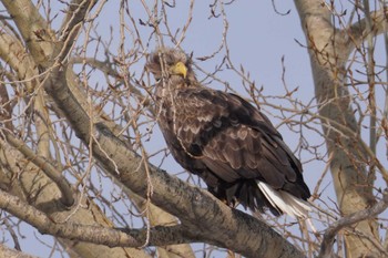 White-tailed Eagle 札幌 Mon, 2/12/2024