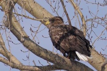 White-tailed Eagle 札幌 Mon, 2/12/2024