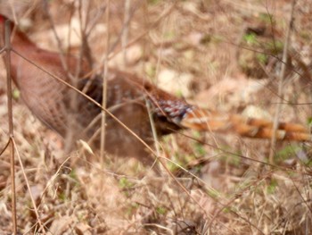 Copper Pheasant 岐阜県 Fri, 3/15/2024