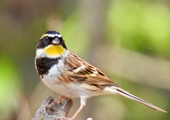 Yellow-throated Bunting 岐阜県 Fri, 3/15/2024