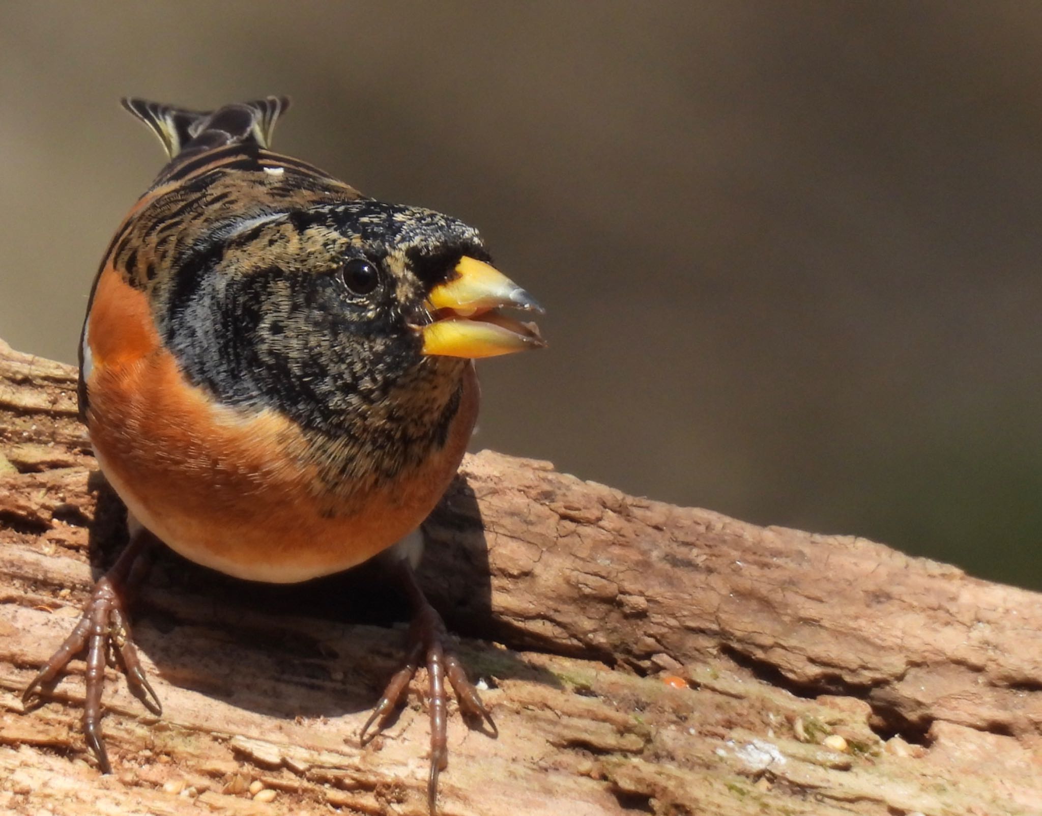 Brambling