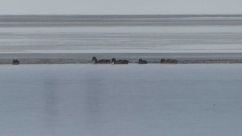 Tundra Bean Goose Lake Utonai Sun, 12/16/2018