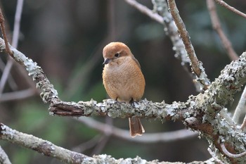 Bull-headed Shrike Akashi Park Sun, 2/11/2024