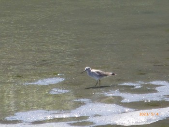 Grey-tailed Tattler Tokyo Port Wild Bird Park Thu, 5/4/2023