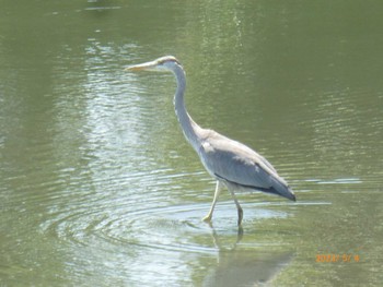 アオサギ 東京港野鳥公園 2023年5月4日(木)