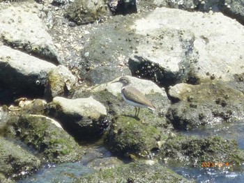 イソシギ 東京港野鳥公園 2023年5月4日(木)