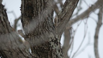 Eurasian Treecreeper(daurica) Lake Utonai Sun, 12/16/2018