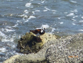 2023年5月4日(木) 東京港野鳥公園の野鳥観察記録