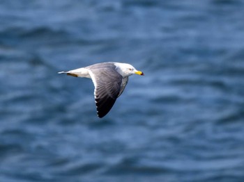 Black-tailed Gull 長崎県 Fri, 3/1/2024