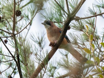 Eurasian Jay 長崎県 Mon, 3/4/2024